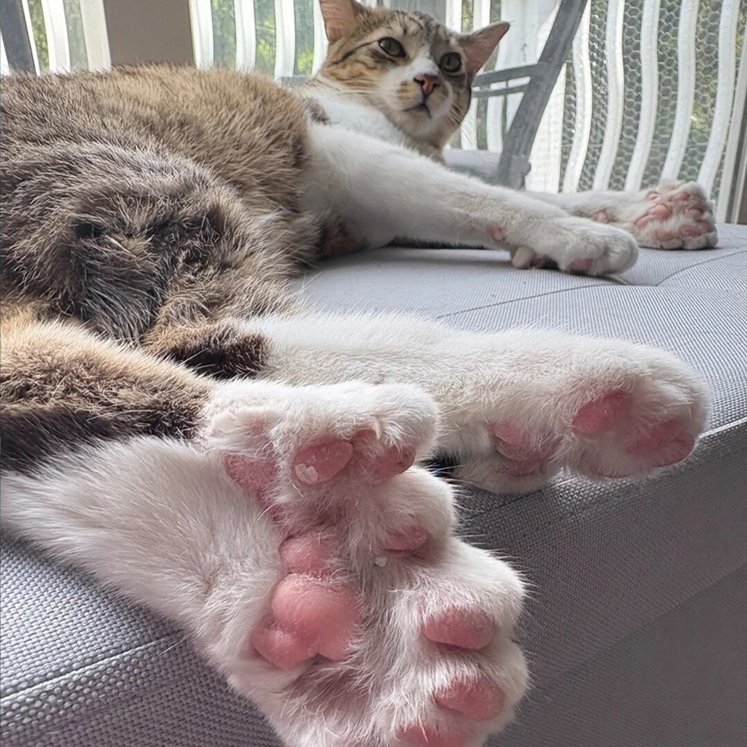 一只29趾的猫上了吉尼斯：猫那颗不着地的趾头有什么用？