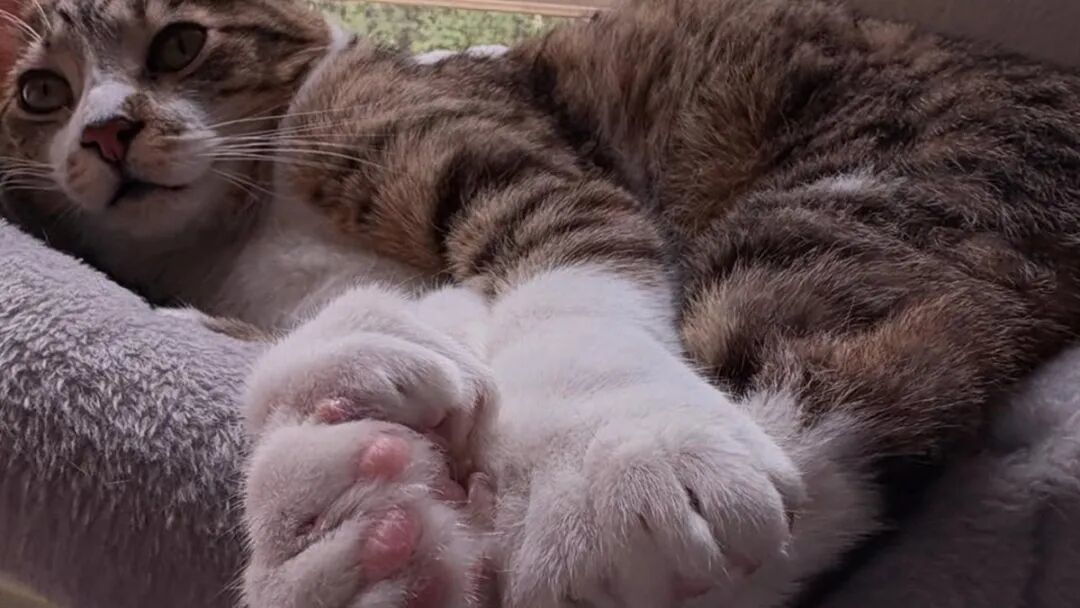 一只29趾的猫上了吉尼斯：猫那颗不着地的趾头有什么用？