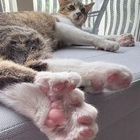 一只29趾的猫上了吉尼斯：猫那颗不着地的趾头有什么用？