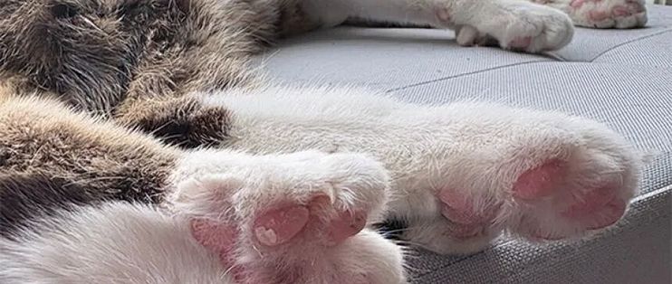 一只29趾的猫上了吉尼斯：猫那颗不着地的趾头有什么用？