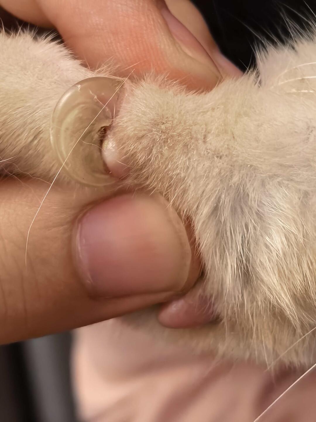 一只29趾的猫上了吉尼斯：猫那颗不着地的趾头有什么用？