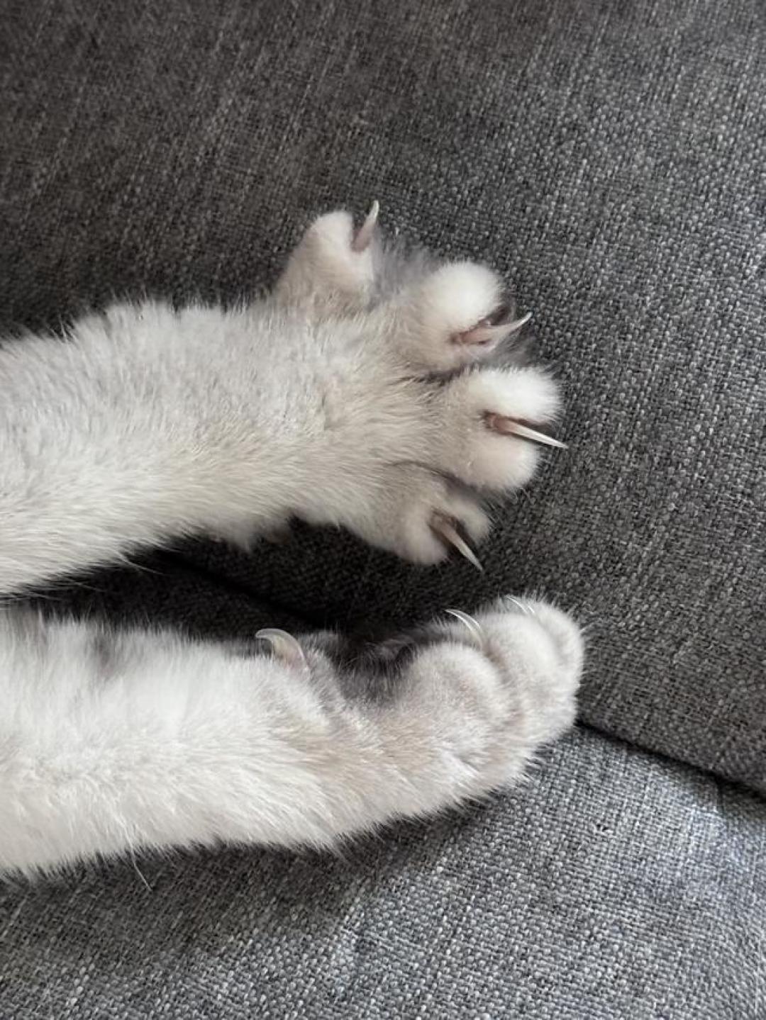 一只29趾的猫上了吉尼斯：猫那颗不着地的趾头有什么用？