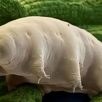 水熊虫冷冻30年复活是真的，但那个-272.8℃冰柜是网友加的