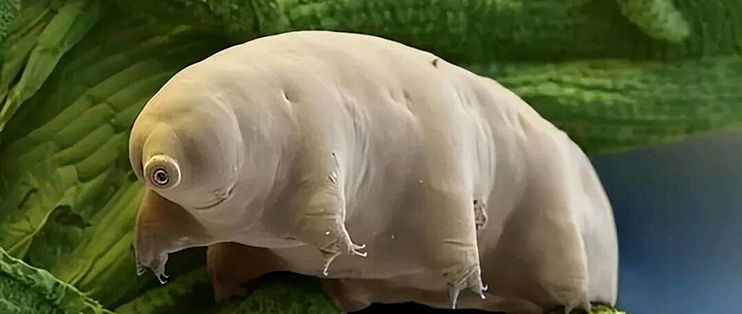 水熊虫冷冻30年复活是真的，但那个-272.8℃冰柜是网友加的