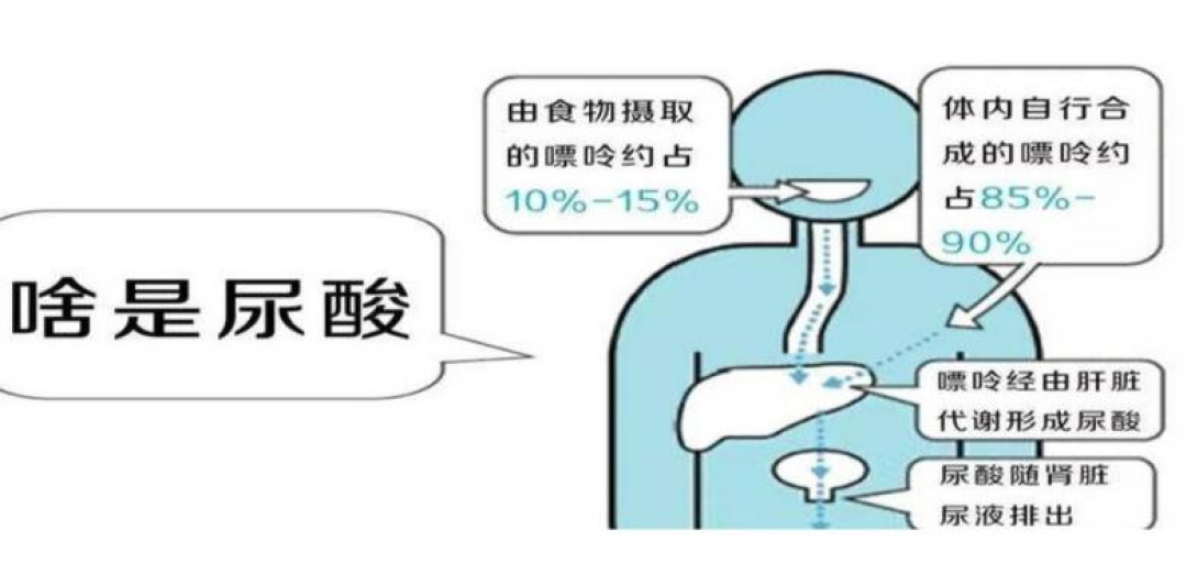38岁查出尿酸480，照样撸铁：乳酸和尿酸在抢同一个出口