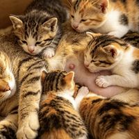 刚出生的一窝小猫，可能有好几个爹……