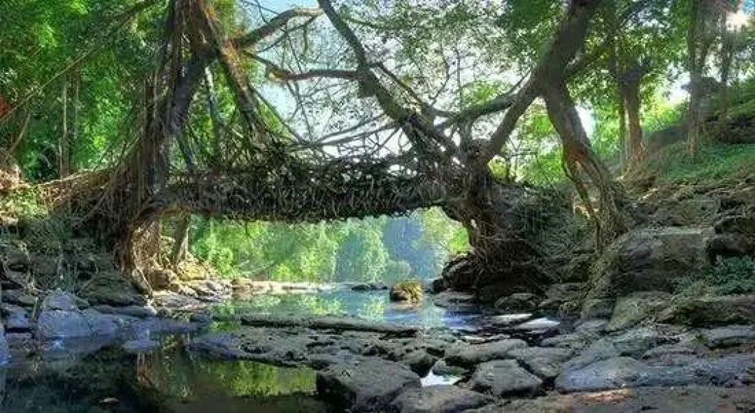 在"世界雨极",一座桥要长30年,然后站500年
