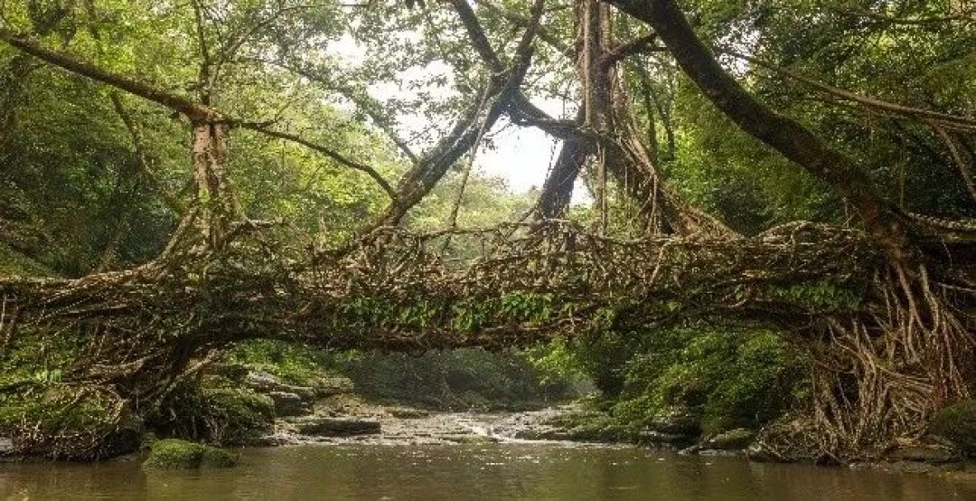 在"世界雨极",一座桥要长30年,然后站500年
