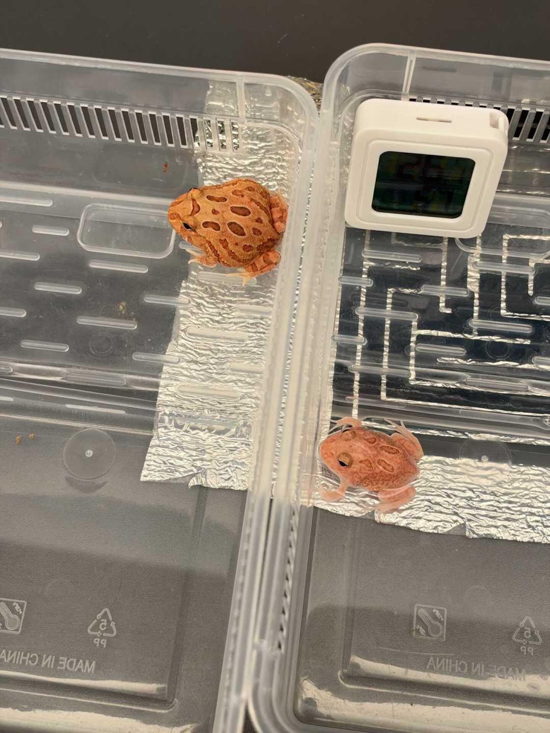 角蛙跌到2元一只苗,
