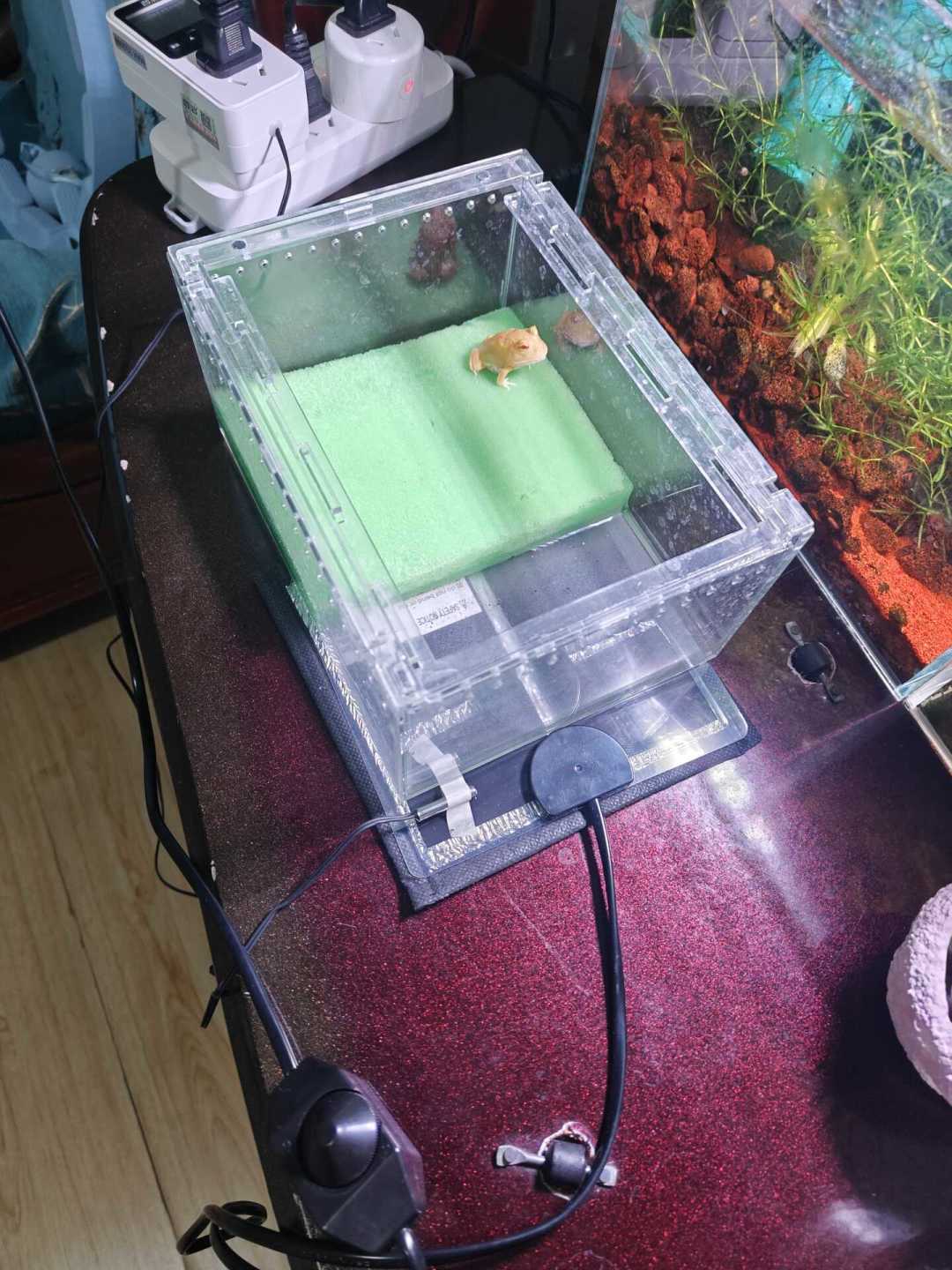 角蛙跌到2元一只苗,