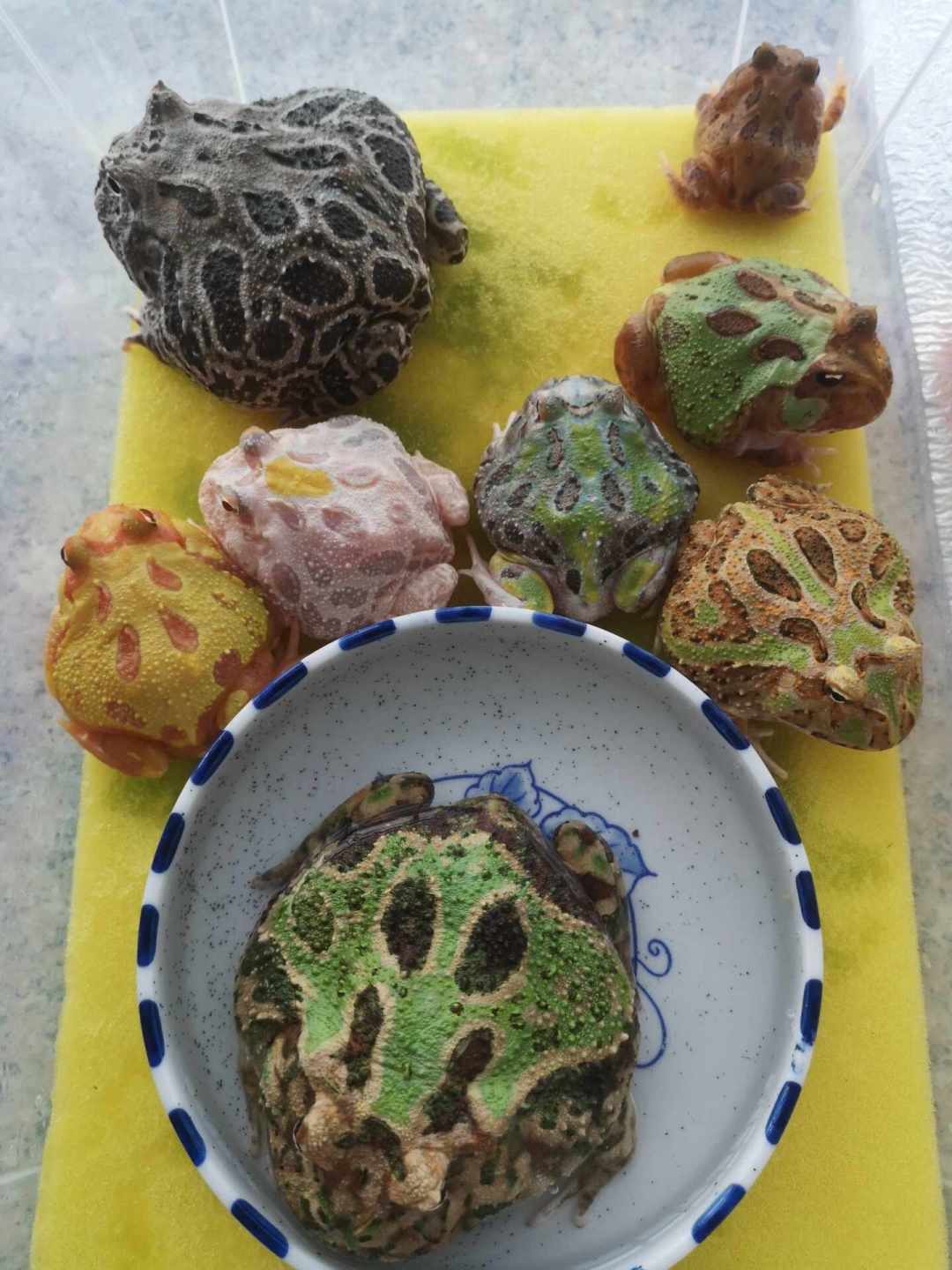 角蛙跌到2元一只苗,