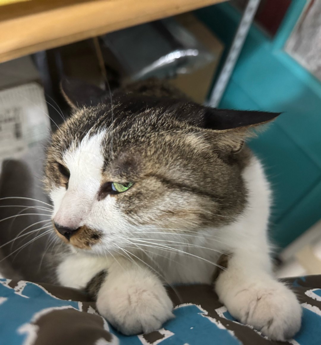 宠物店员工手指被猫咬穿：猫不是脾气差，是退路被堵死了