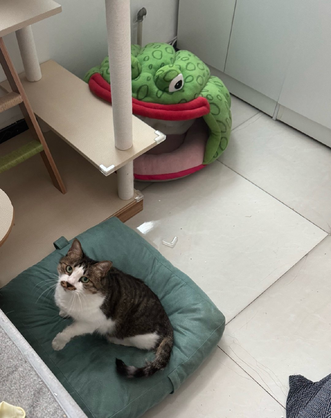 宠物店员工手指被猫咬穿：猫不是脾气差，是退路被堵死了