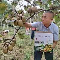 一边是眉县果子卖不动，一边是你的猕猴桃催不熟：双11囤货前，把行情、催熟、成本这三笔账算完