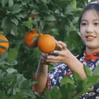 赣南脐橙11月6日开摘、草莓车厘子头茬已上市 | 新鲜水果10.28日报