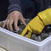 大闸蟹“5元一只随便挑”？市场实价纹丝不动 | 食品生鲜10.29日报
