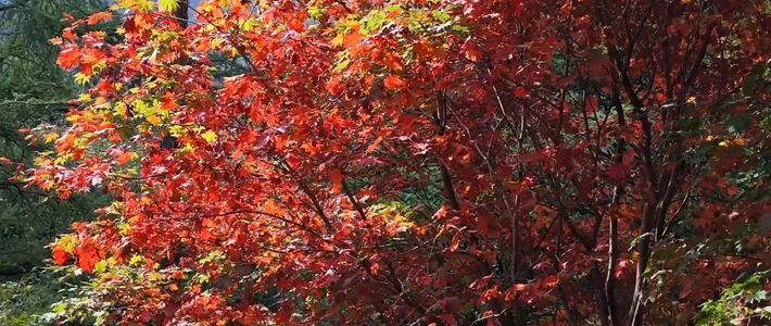 香山红叶节开幕一周，全园只红了两成：红叶不按日历红