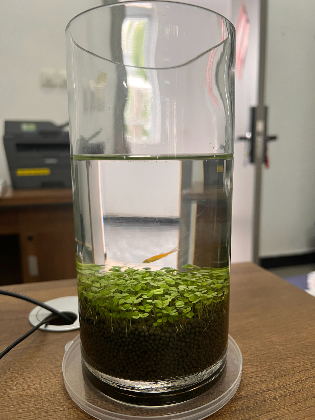 水草种子第7天最好看:那片十几块钱的草坪,一个多月后开始还债