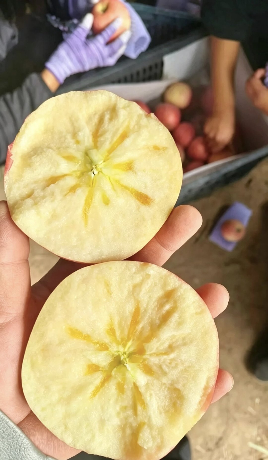 糖心苹果那圈“蜜”是水心病:阿克苏10月下旬才开摘,今年苹果大年,别为它多掏钱