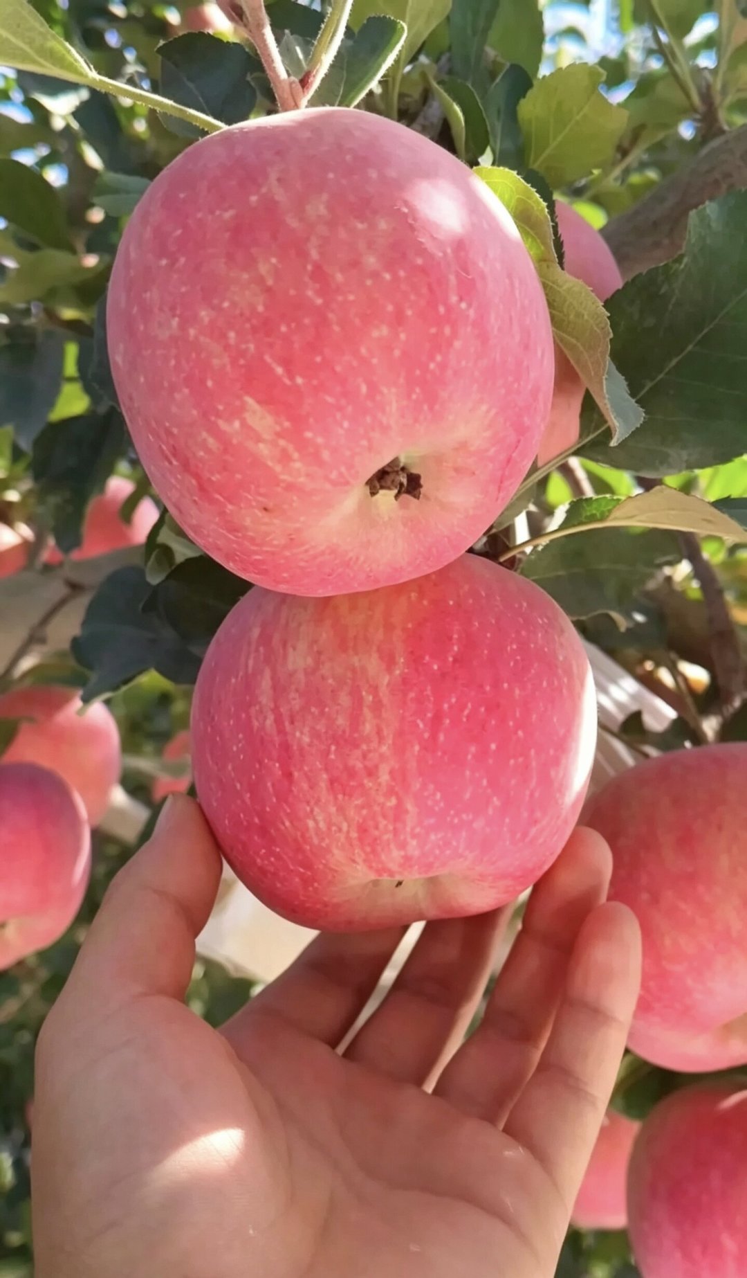 糖心苹果那圈“蜜”是水心病:阿克苏10月下旬才开摘,今年苹果大年,别为它多掏钱