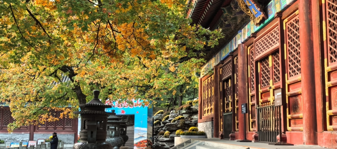 平陆的叶子红透了,栖霞山还在等:追秋别按日历,按温度