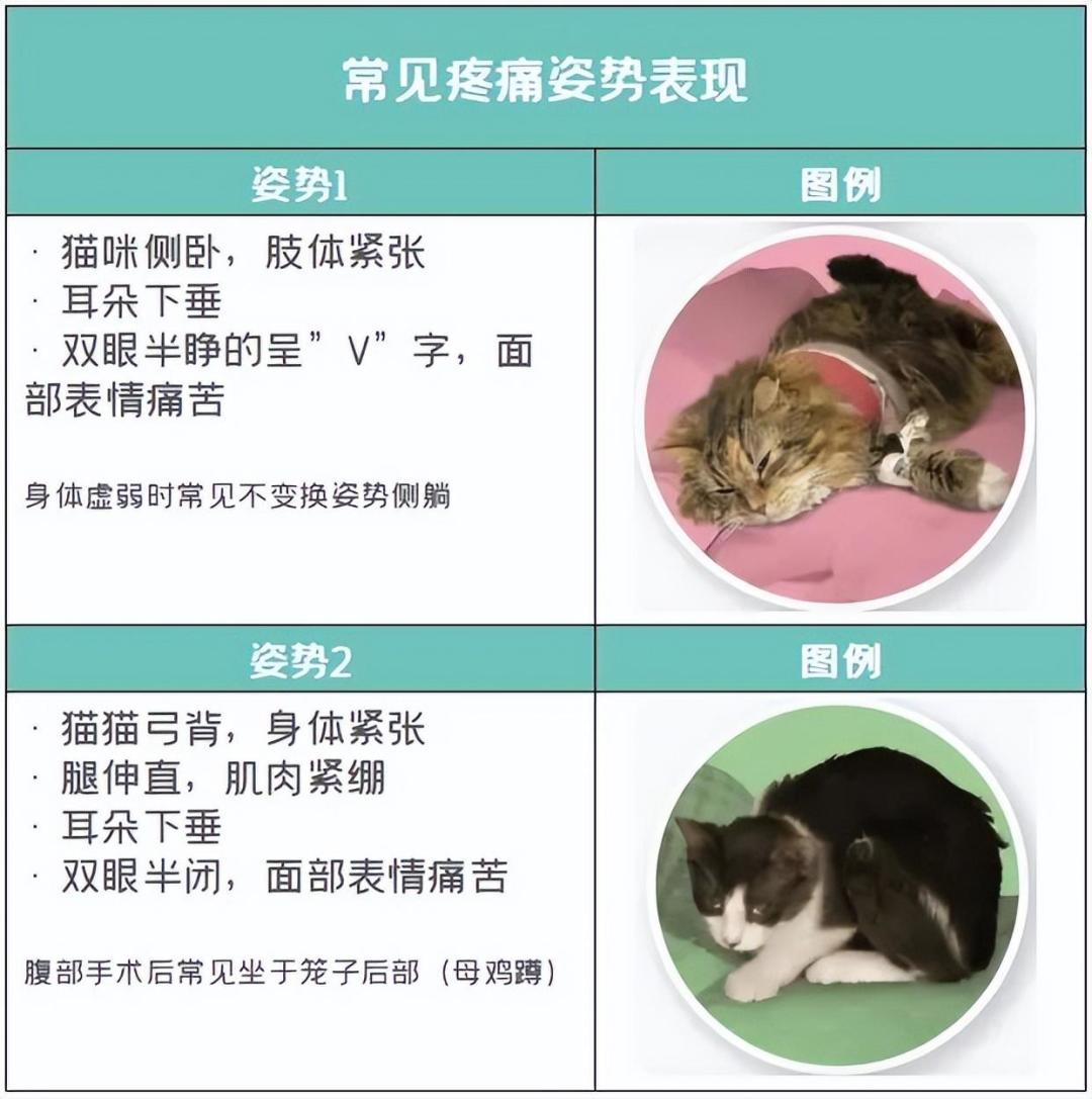 猫咬人该不该打回去?你打掉的不是咬,是警告