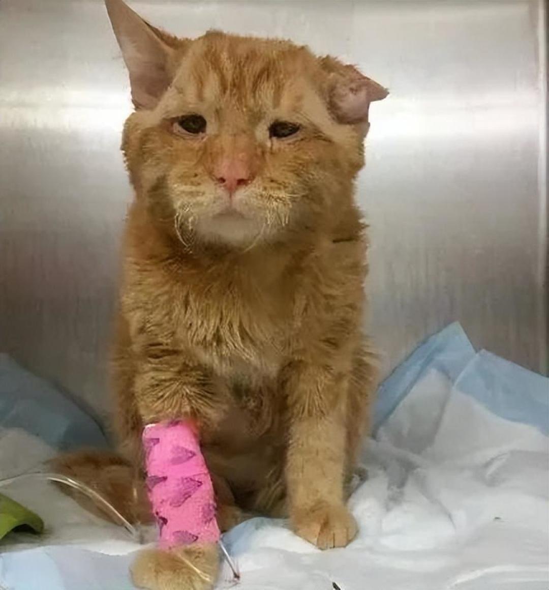 猫咬人该不该打回去?你打掉的不是咬,是警告