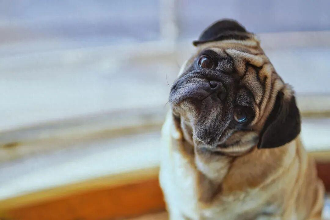 狗狗为啥总歪着头看你?