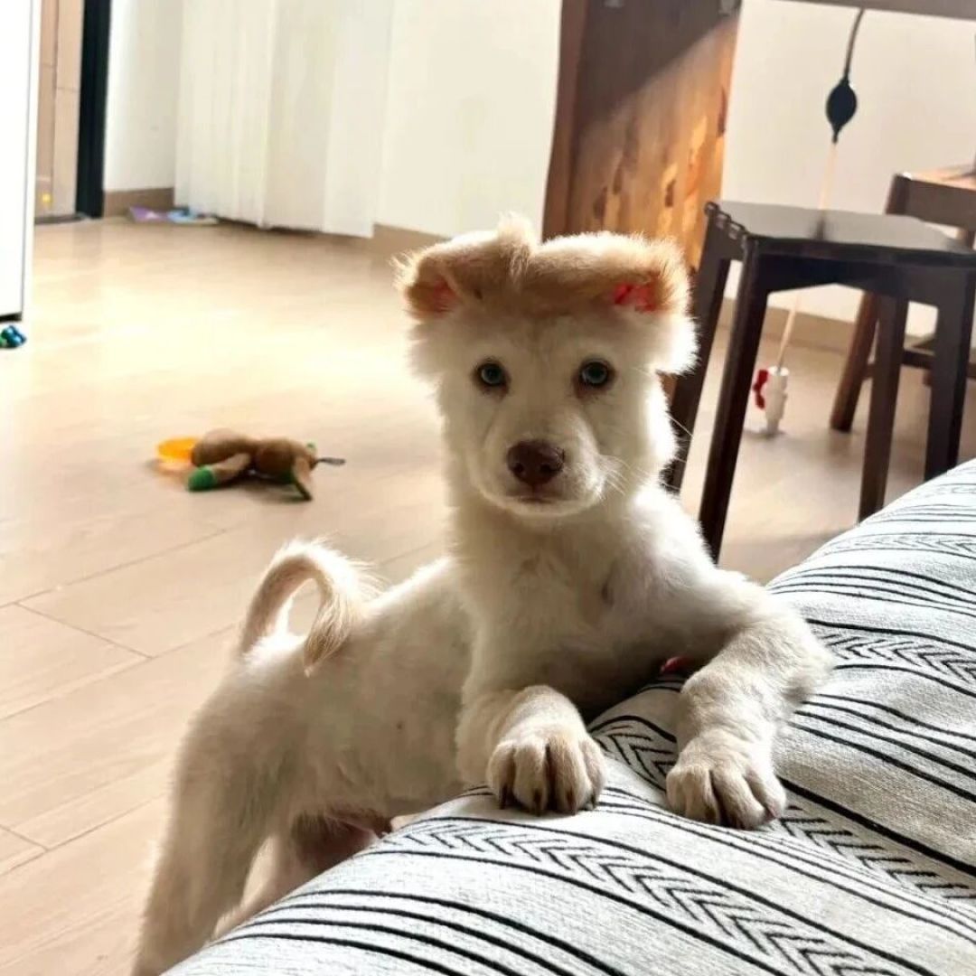 狗狗为啥总歪着头看你?