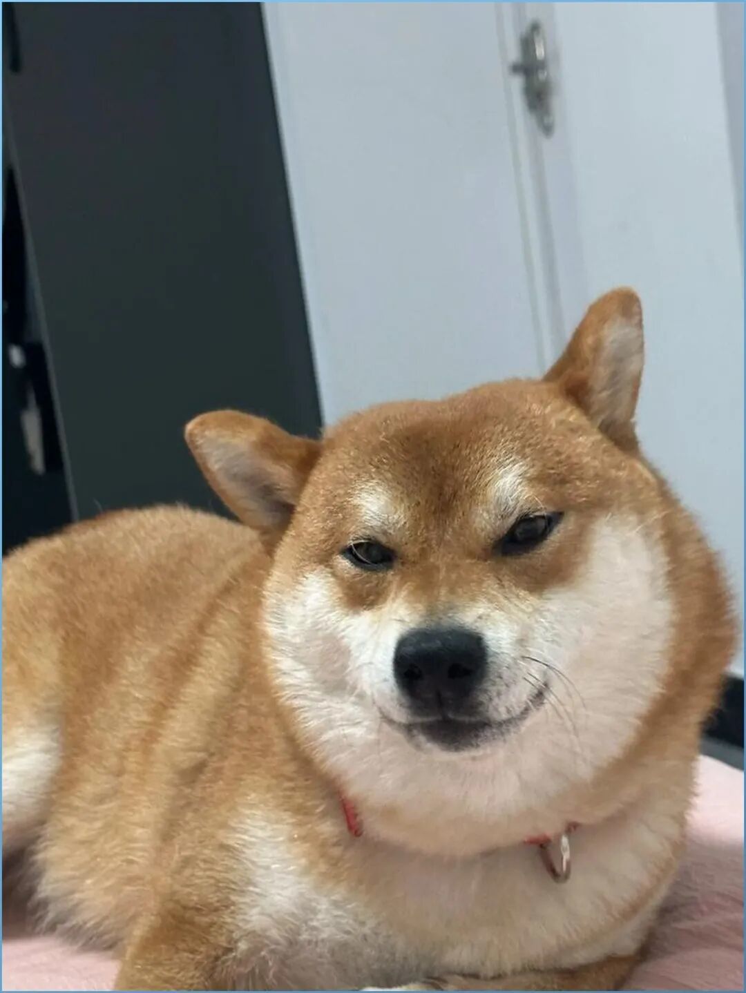 狗狗为啥总歪着头看你?