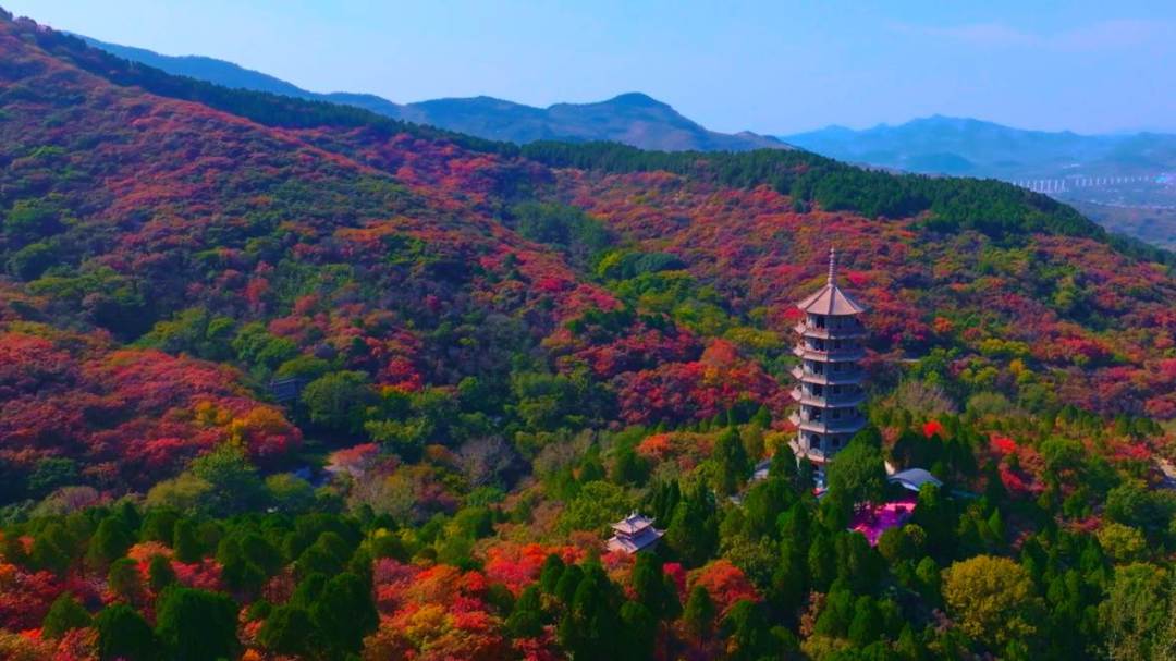 山已经烧透了，拍出来还是灰扑扑？这周的红叶，多半输在这4个顺序