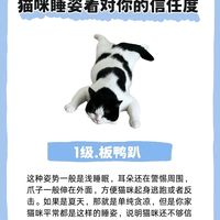猫咪睡姿信任等级大公开！第5级才是真的把你当自己人
