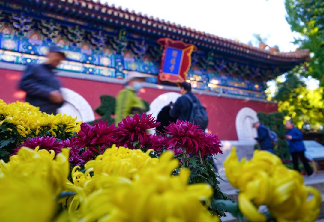 菊展这周扎堆开场：手机拍菊花，先把展台挤出画框