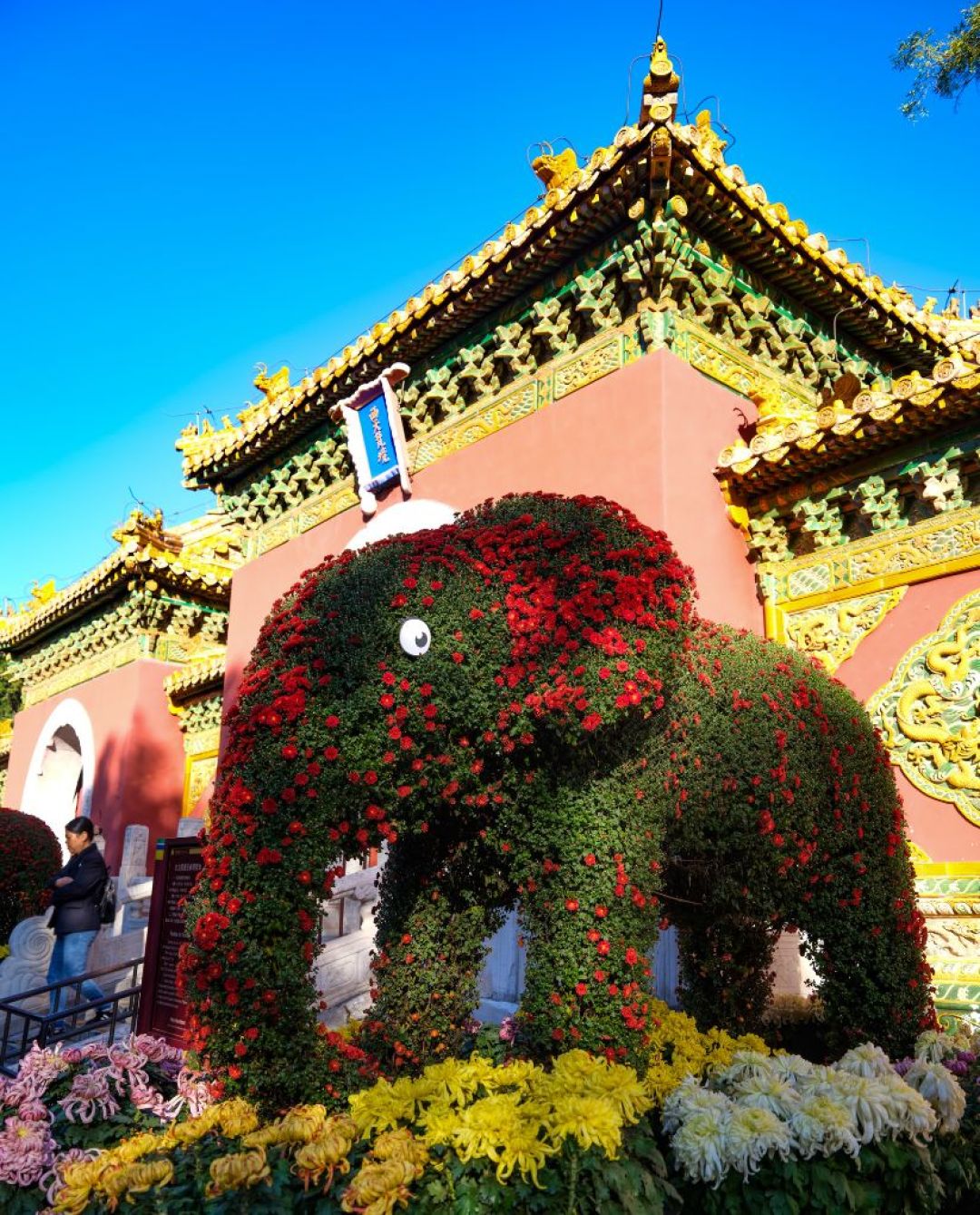 菊展这周扎堆开场：手机拍菊花，先把展台挤出画框