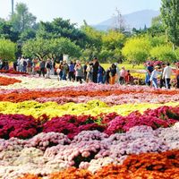 菊展这周扎堆开场：手机拍菊花，先把展台挤出画框