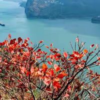 藻油DHA的每粒实际含量，我是这么算的
