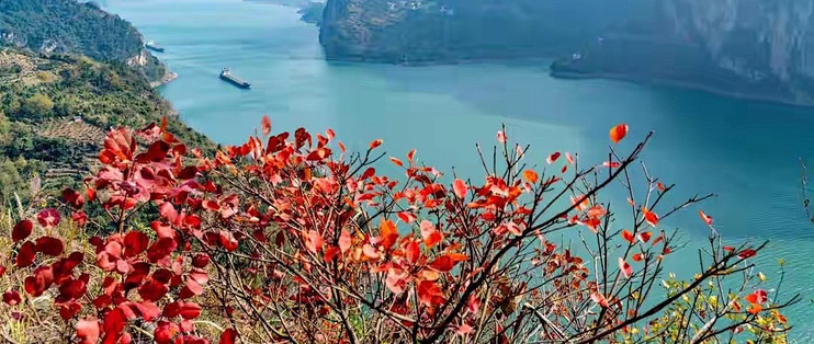 藻油DHA的每粒实际含量，我是这么算的