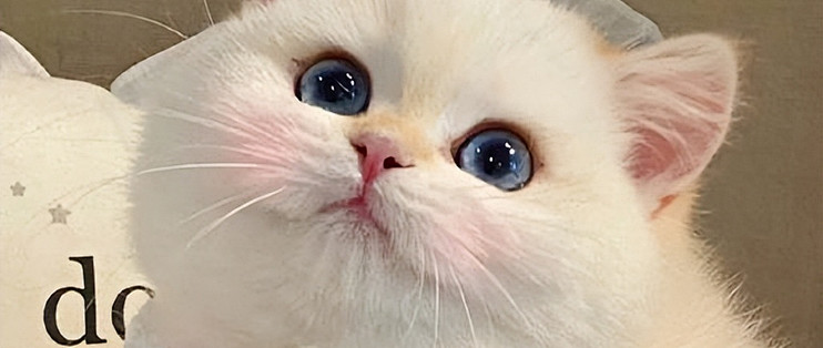 挑食猫吃什么猫粮？双十一高肉适口猫粮选购清单+ FAQ