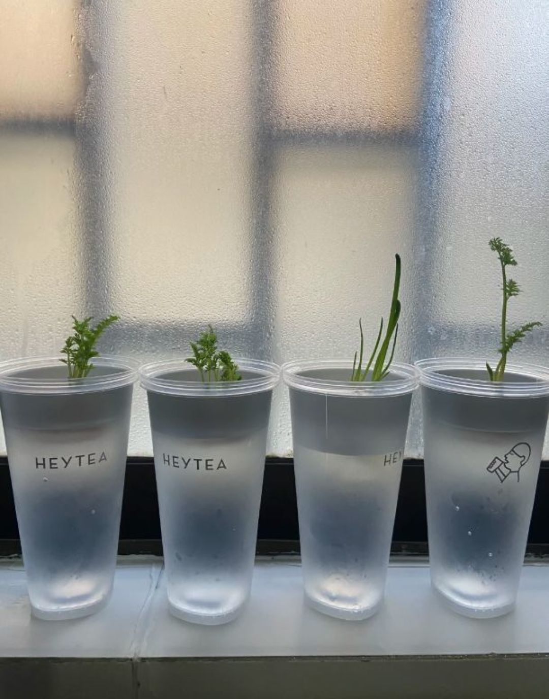 奶茶杯生态缸10月底又刷屏:央系教程只放行两种鱼,你杯里那条孔雀是头号地雷