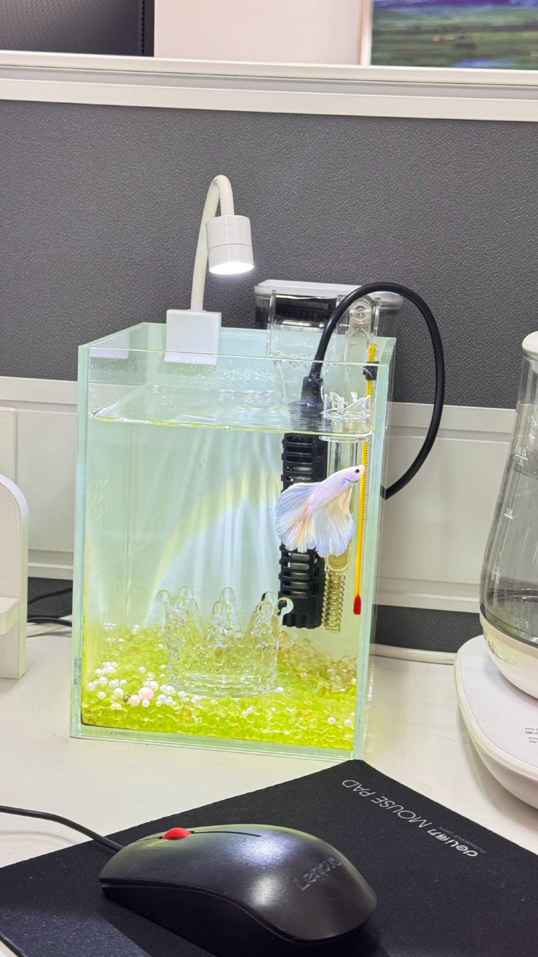 奶茶杯生态缸10月底又刷屏:央系教程只放行两种鱼,你杯里那条孔雀是头号地雷