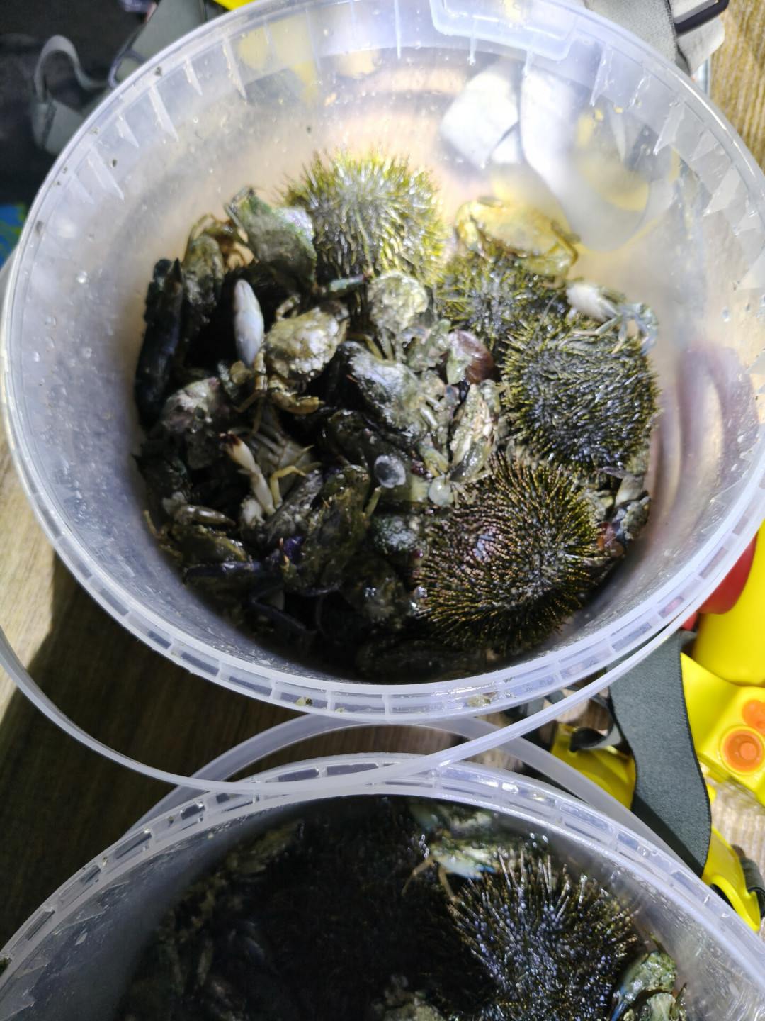 大潮的低潮挪到了白天:带娃赶海的