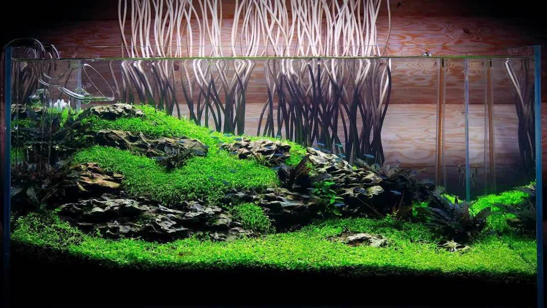 一单4万,新手缸152.6元:水族造景真正贵的,是照片拍完之后
