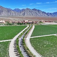 宁夏130家酒庄、1.4亿瓶，张裕净利却跌19%：中国葡萄酒缺的不是好酒