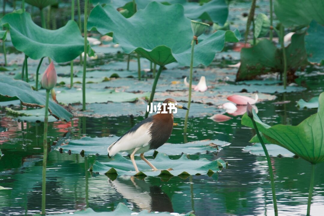 “大便浇头”终于等来 Z 口:适马 16-300 两周蹲价报价时间线,和 11 月 5 日下单前的三个问题