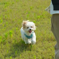 自家毛孩子不配合？拍滑镜定格的引导小技巧