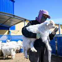 羊绒在涨、鄂尔多斯却杀到2折：双11捡漏这笔账怎么算？