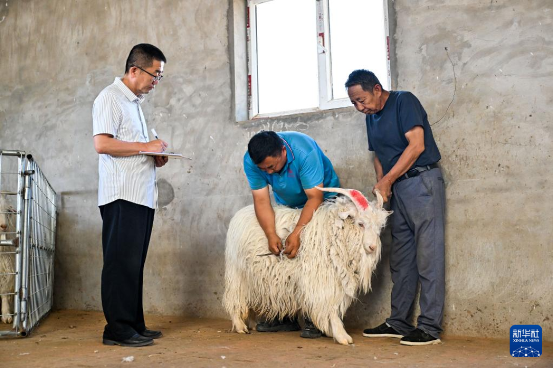 羊绒在涨、鄂尔多斯却杀到2折：双11捡漏这笔账怎么算？