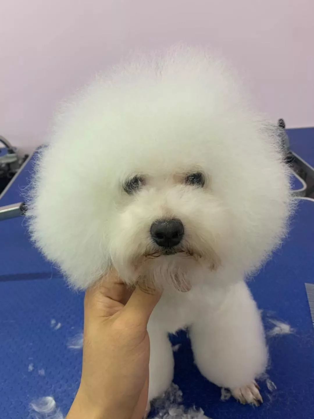 14.5斤的雪纳瑞美容一次306元:宠物美容的账单,先拆开看