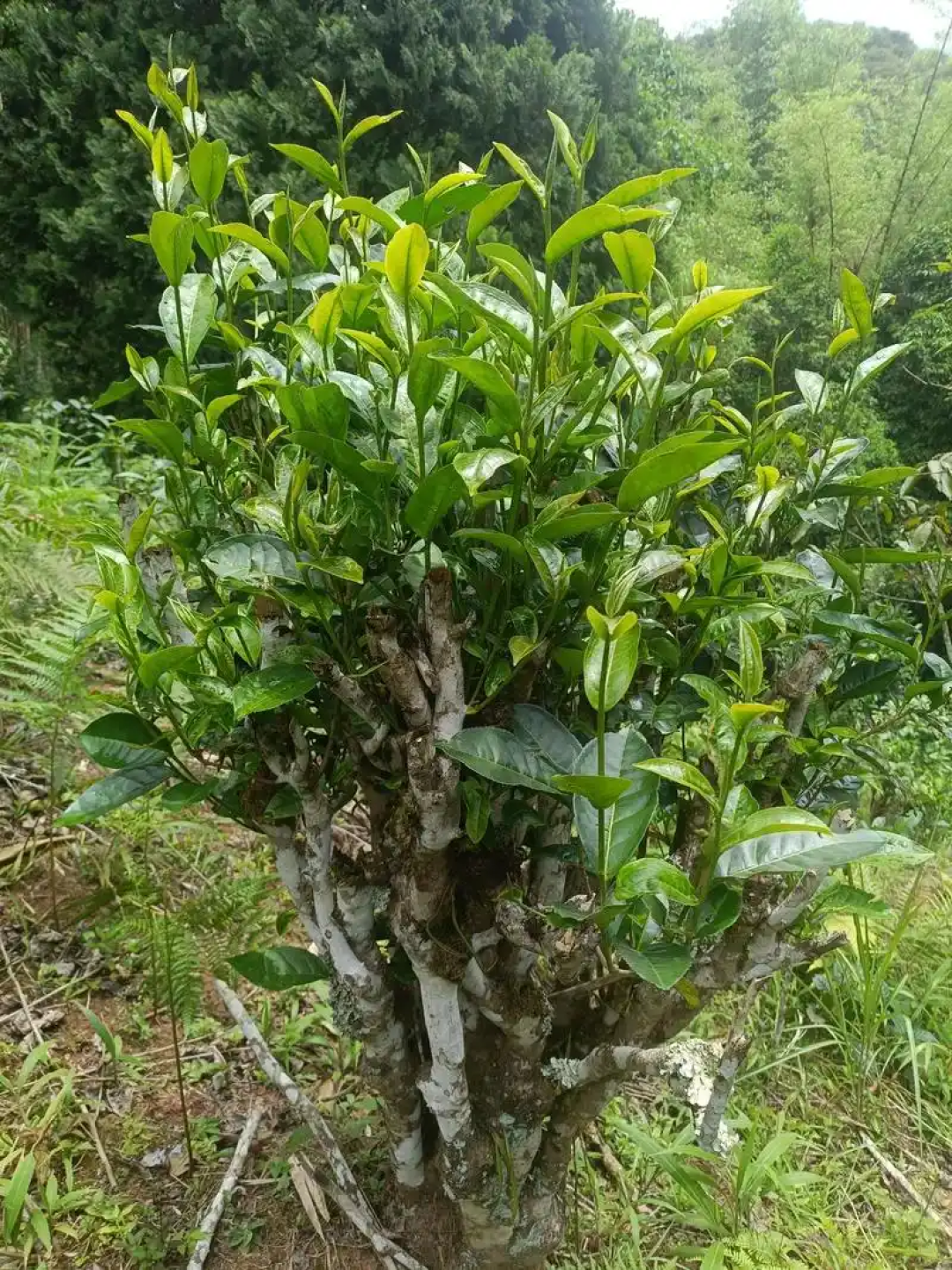 为“9成茶叶检出农药”急着戒绿茶?先把这三笔账算清
