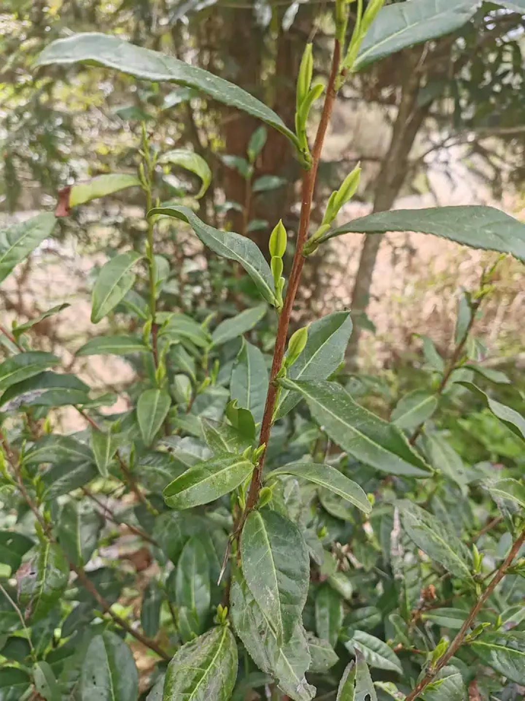 为“9成茶叶检出农药”急着戒绿茶?先把这三笔账算清